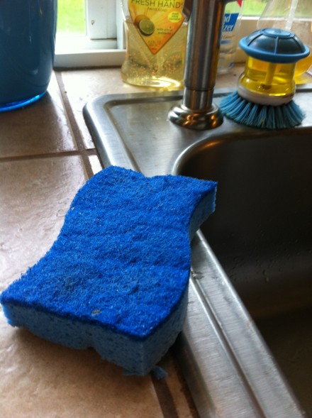 sponge